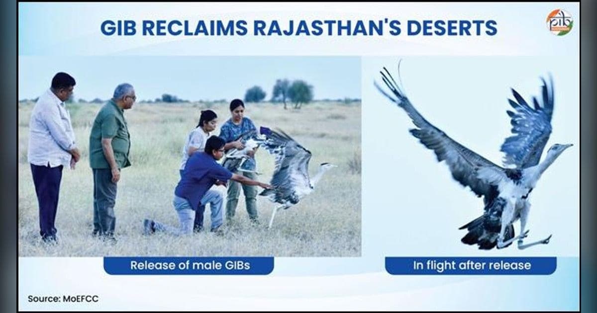 ग्रेट इंडियन बस्टर्ड: डेजर्ट नेशनल पार्क में चार नर पक्षी छोड़े गए
