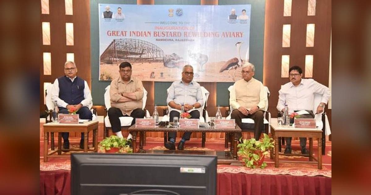 गोडावण की वापसी: डेजर्ट नेशनल पार्क में पहली बार जंगल में छोड़ा जाएगा