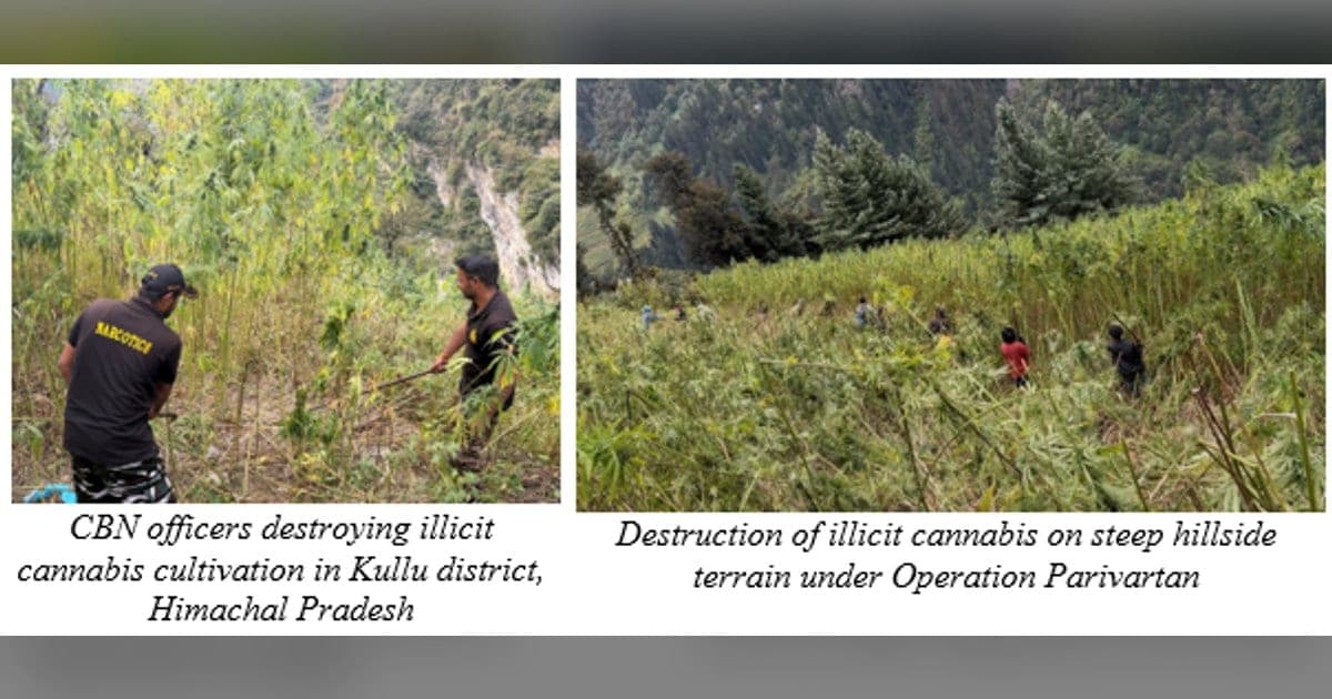 CBN Destroys 5,165 Acres of Cannabis in Operation Parivartan