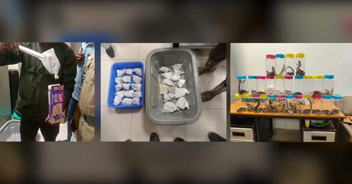 DRI Seizes 45 Live Reptiles at Trichy Airport, Two Arrested